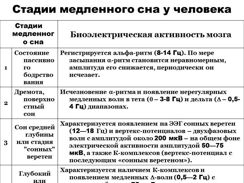 Стадии медленного сна у человека